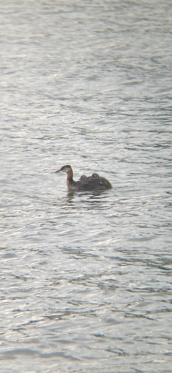 Red-necked Grebe - ML468415311