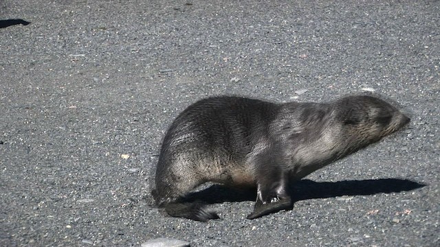 Antarctic Fur Seal - ML468417