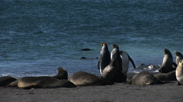 Antarctic Fur Seal - ML468420