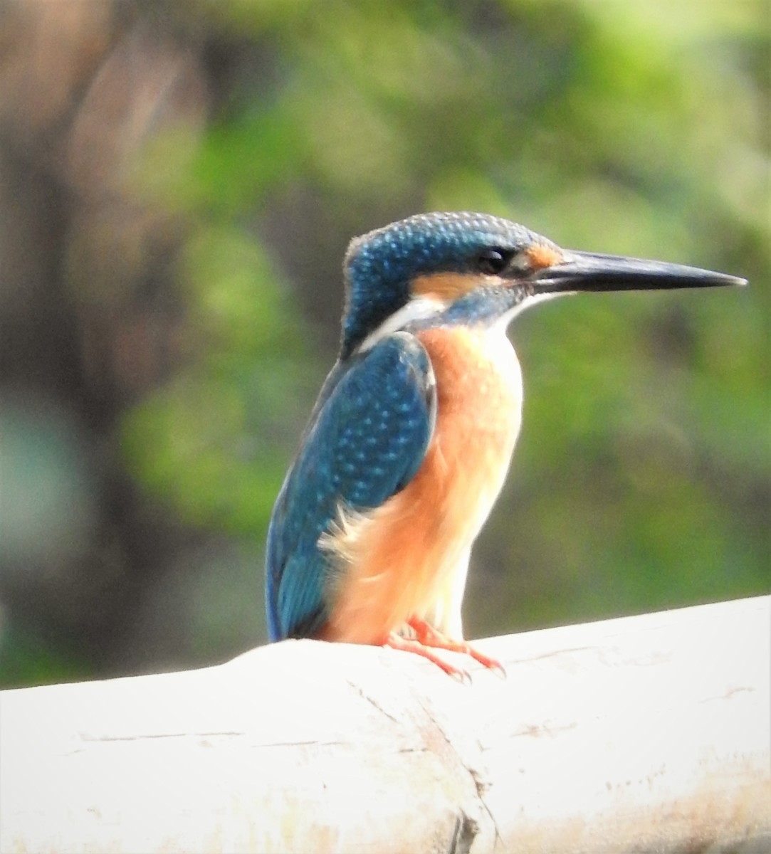 Common Kingfisher - Abhishek .