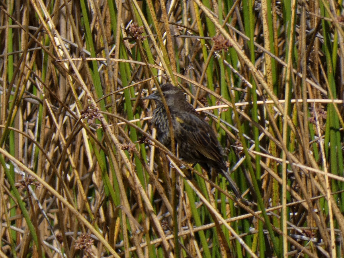 Yellow-winged Blackbird - ML468422011