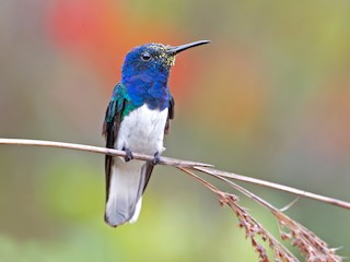  - White-necked Jacobin