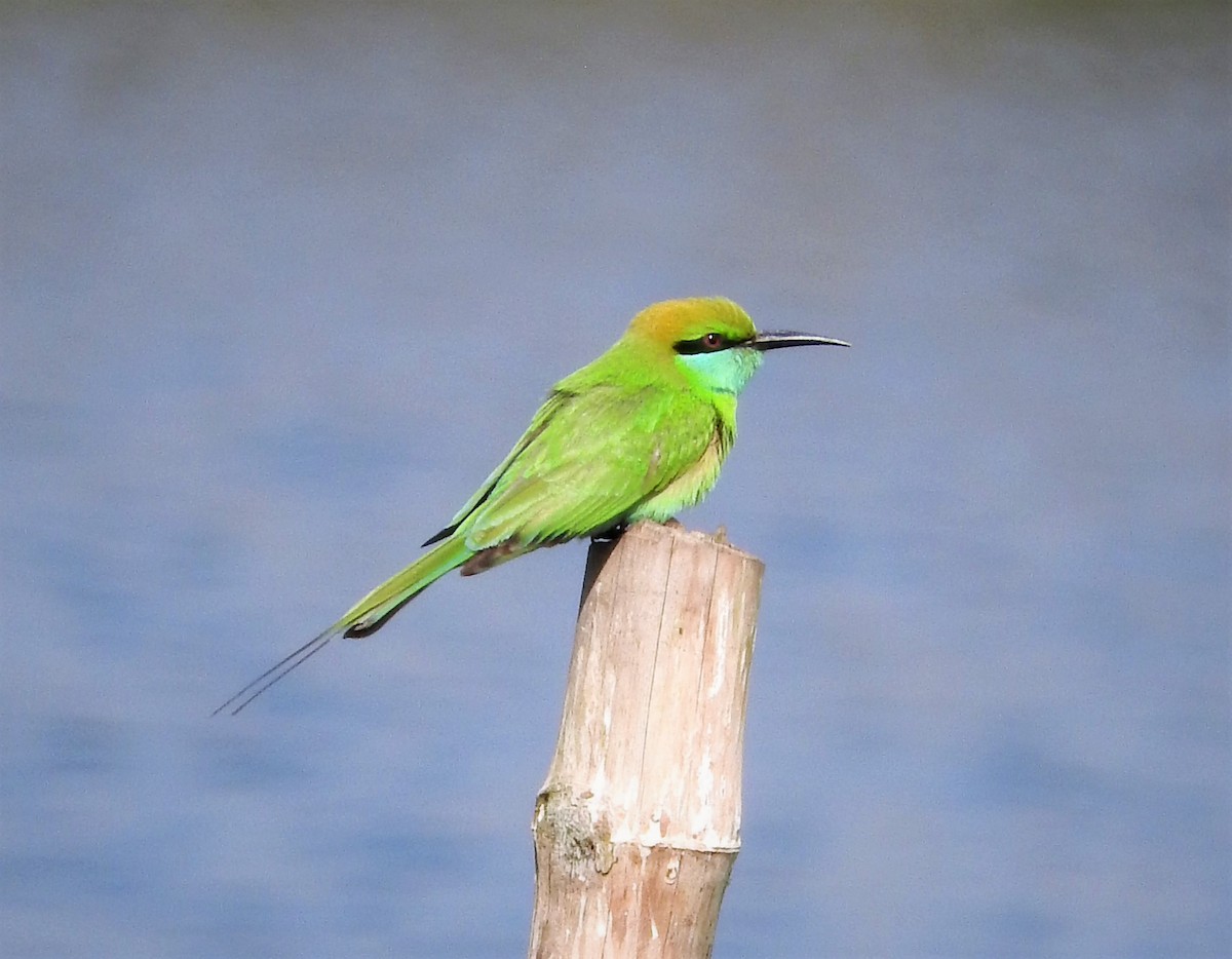 Asian Green Bee-eater - ML46842361