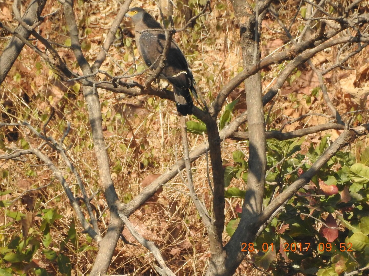 Crested Serpent-Eagle - ML46842381