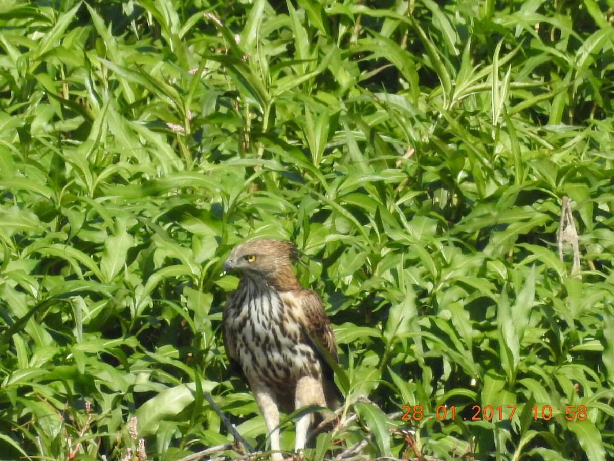 Changeable Hawk-Eagle (Crested) - ML46842391