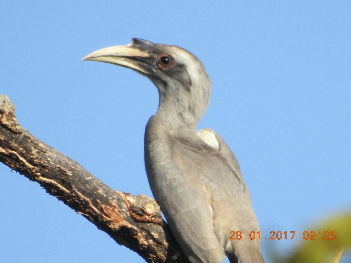 Indian Gray Hornbill - Anil Subramaniam