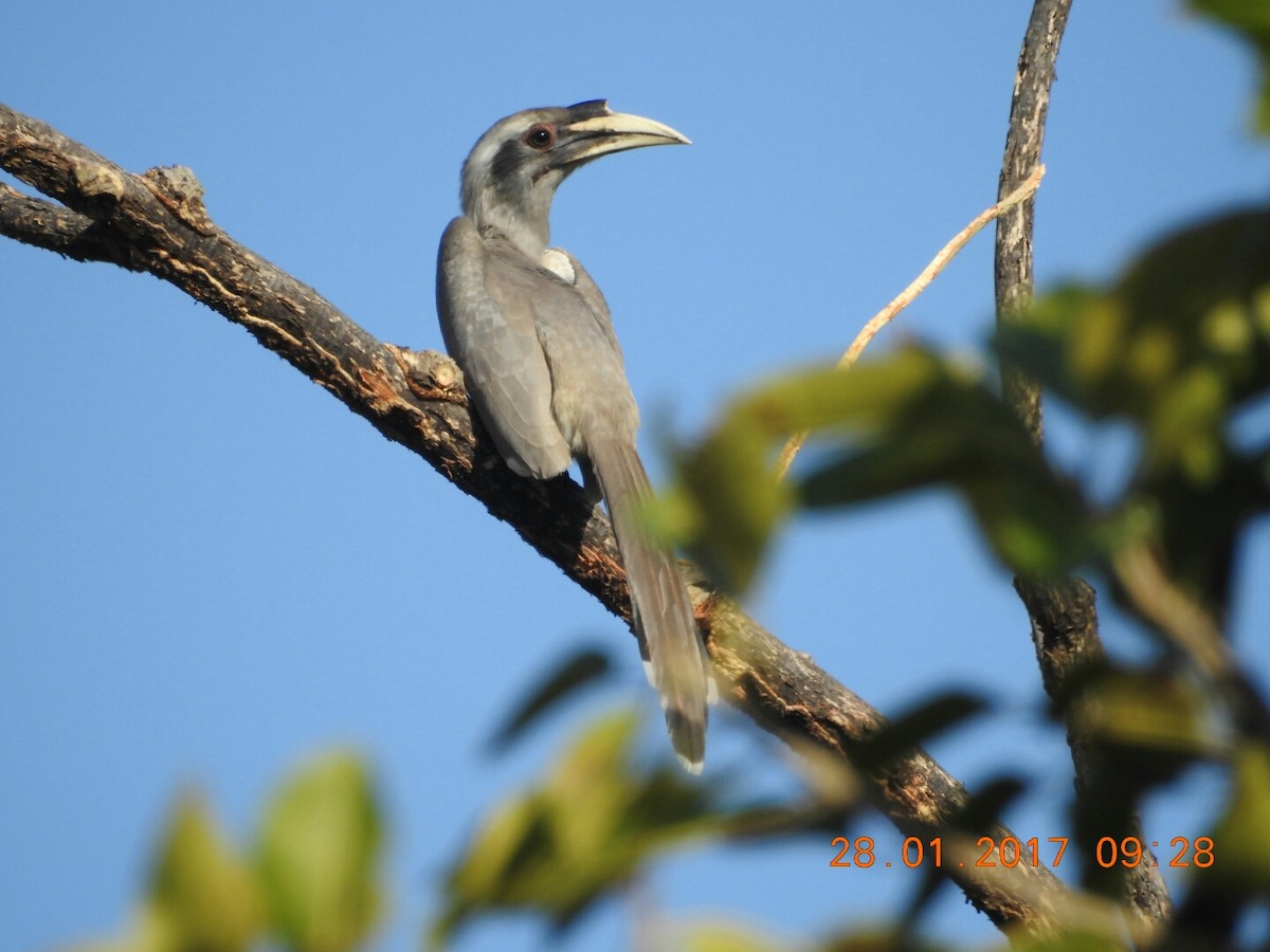 Indian Gray Hornbill - ML46842531