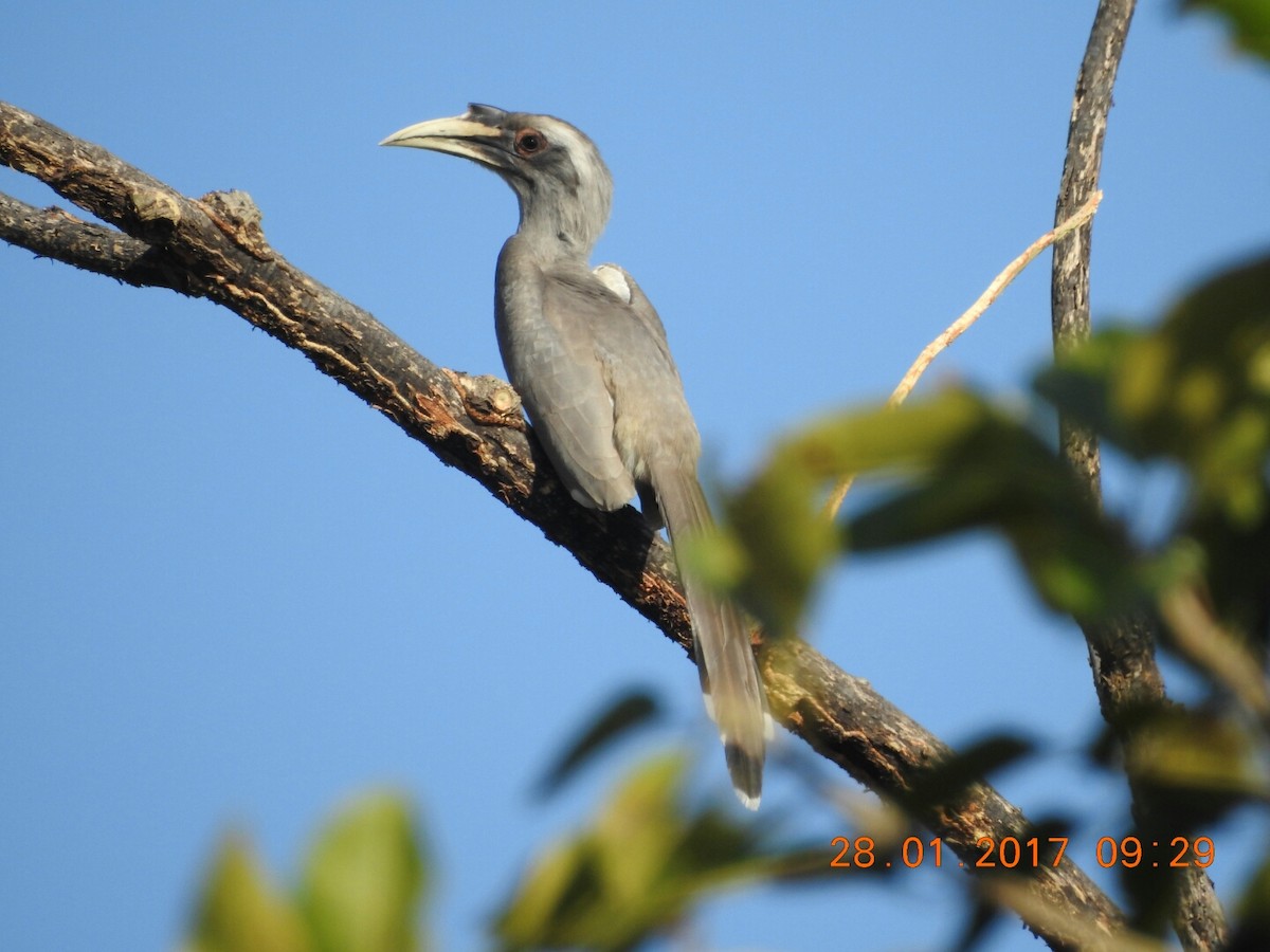 Indian Gray Hornbill - ML46842541