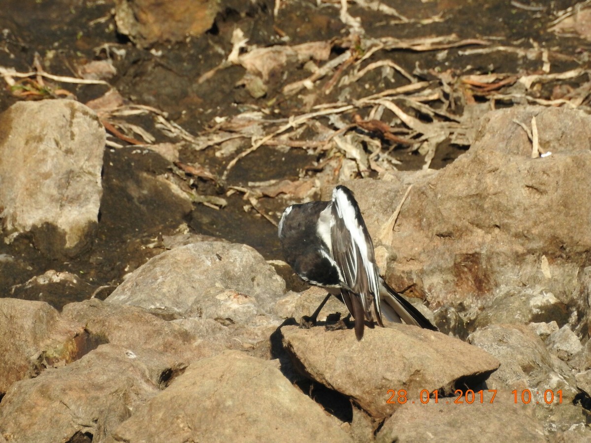 White-browed Wagtail - ML46842631