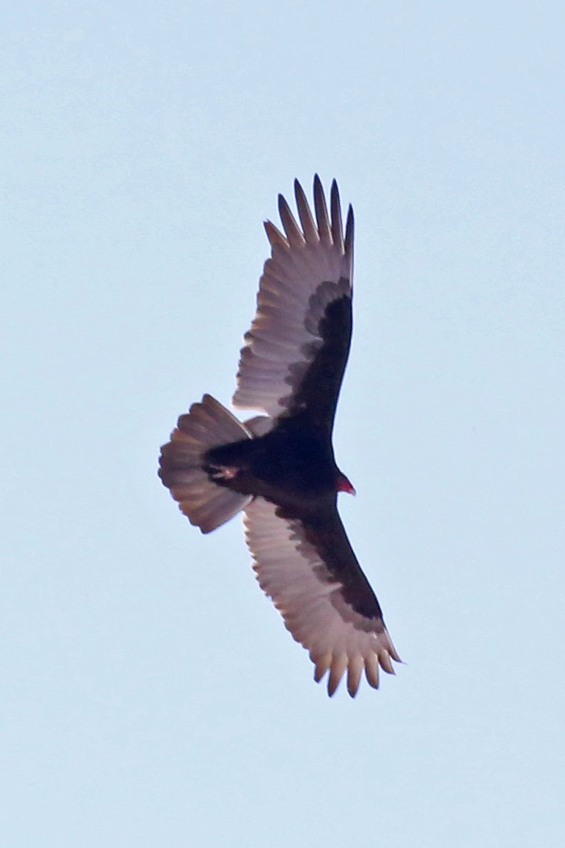 Turkey Vulture - ML46842661