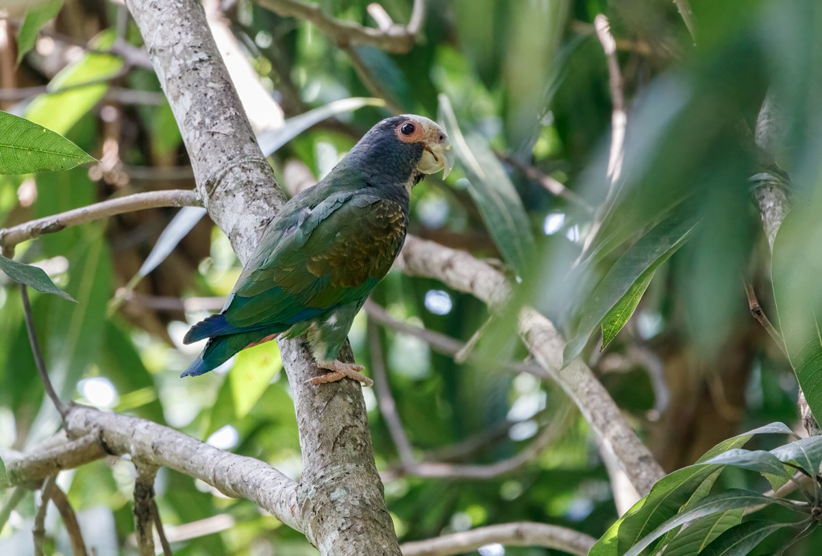 White-crowned Parrot - ML468428771