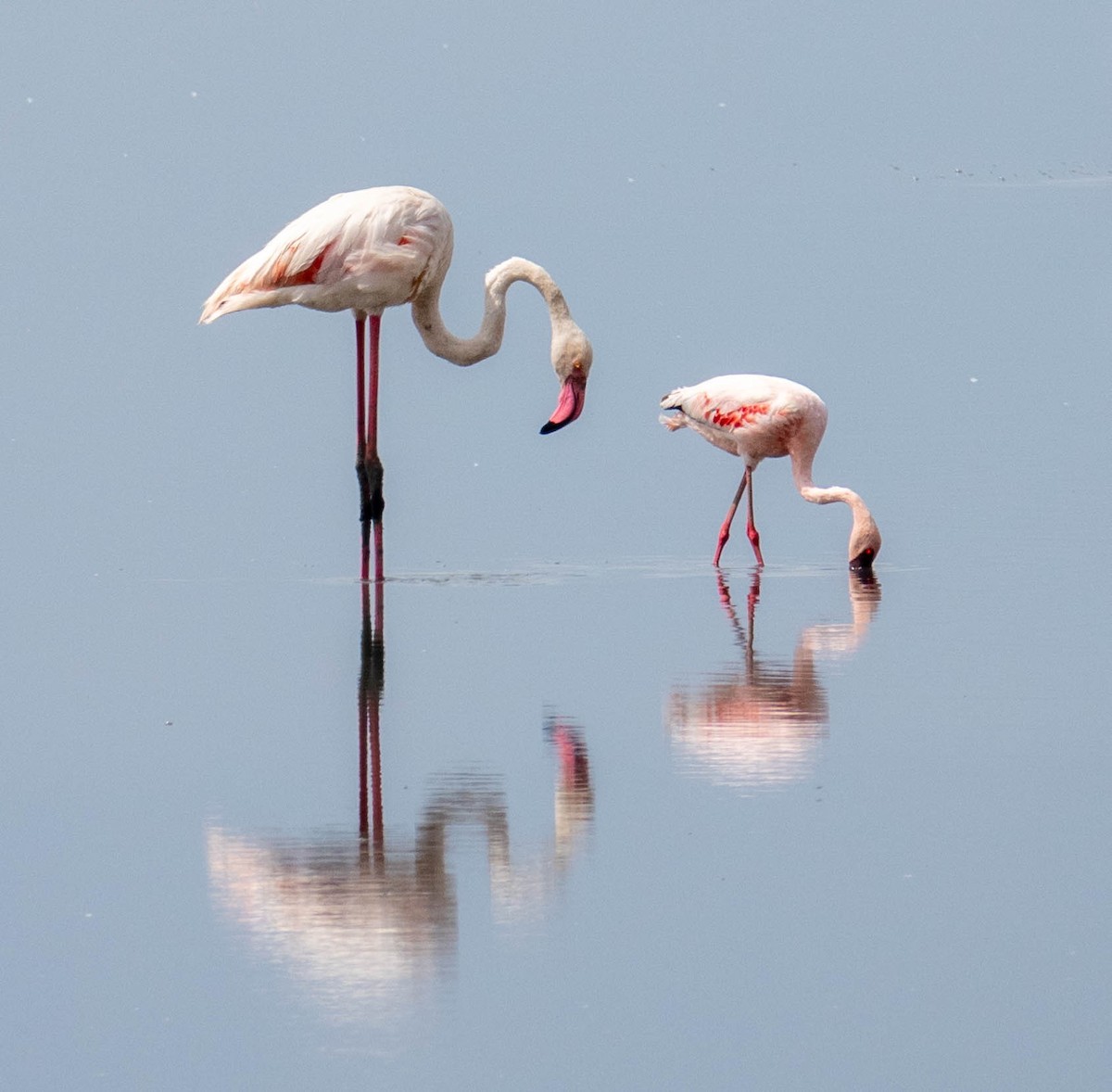 Lesser Flamingo - ML468431701