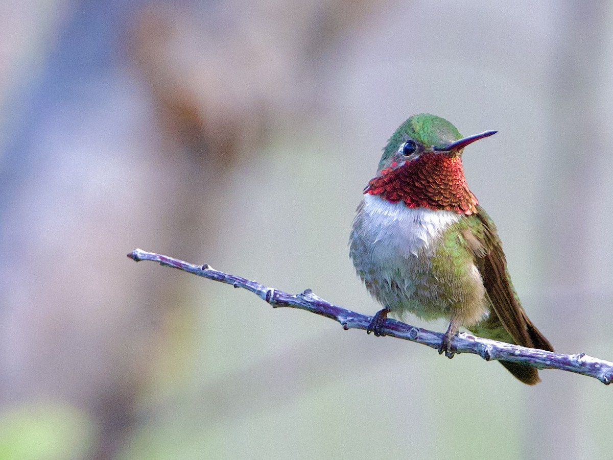 Broad-tailed Hummingbird - Bobby Wilcox