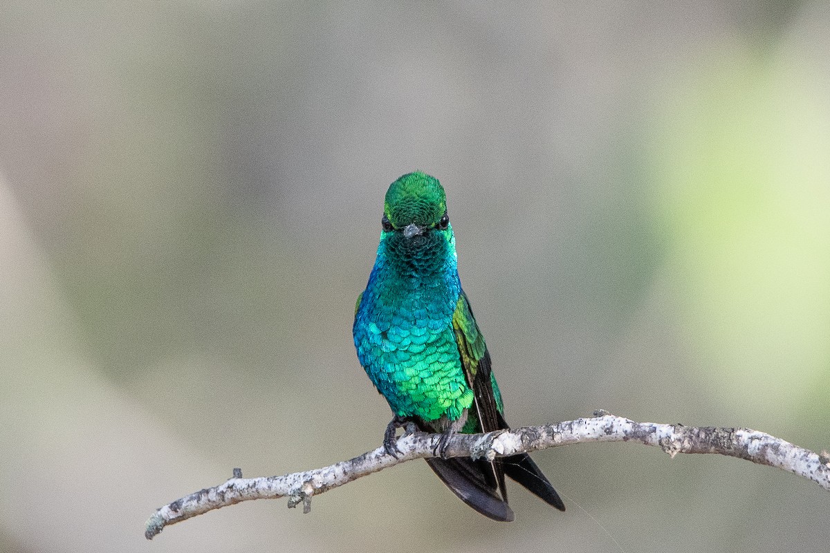 Shining-green Hummingbird - Richard Li