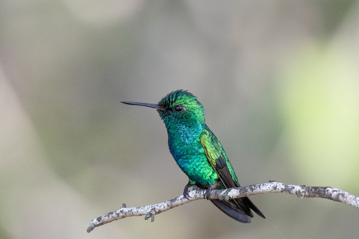 Shining-green Hummingbird - ML468444111