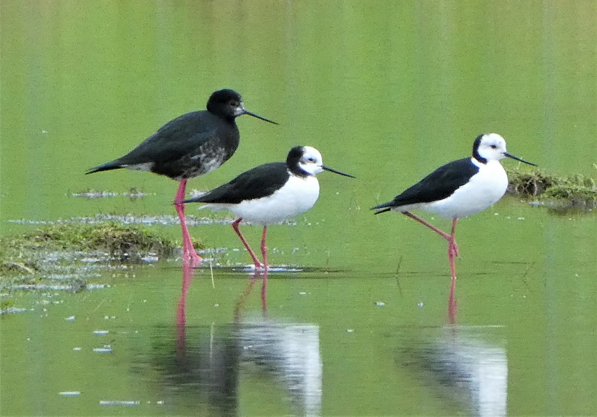 Pied x Black Stilt (hybrid)