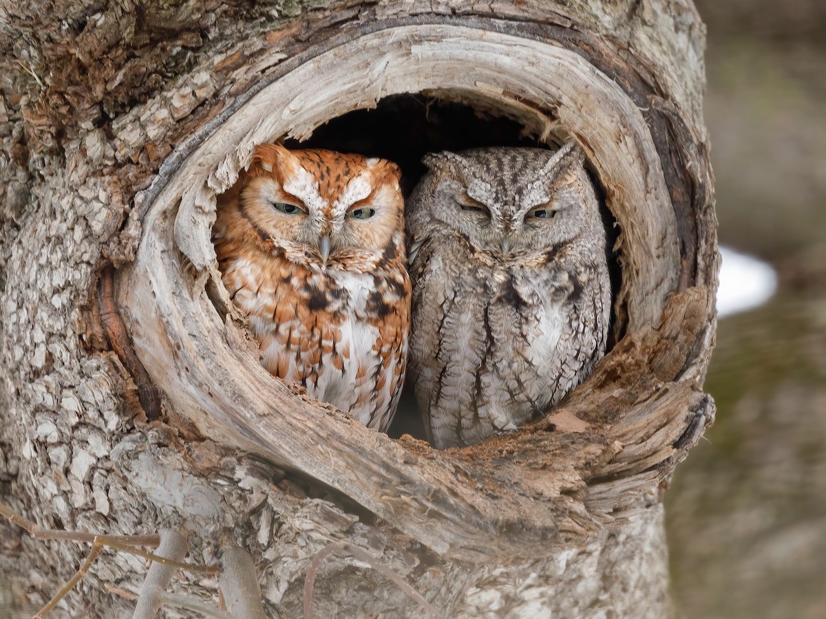 Eastern Screech-Owl - Megascops asio - Birds of the World