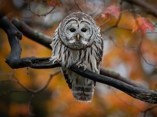  - Barred Owl