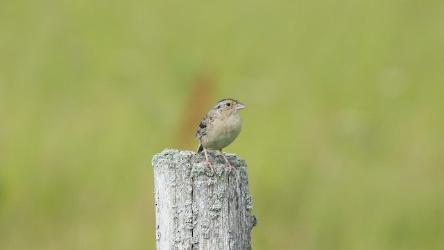 Grasshopper Sparrow - ML468448141