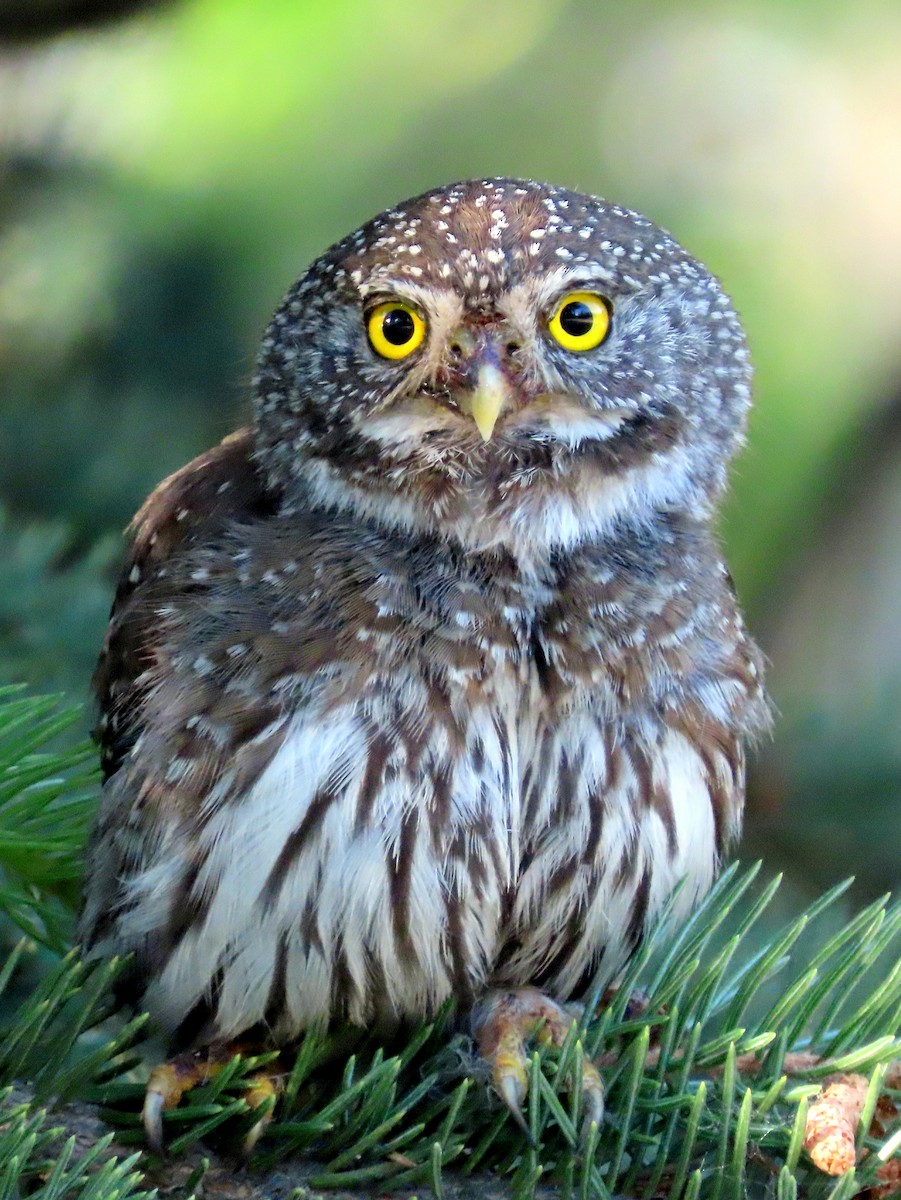 Northern Pygmy-Owl - ML468448171