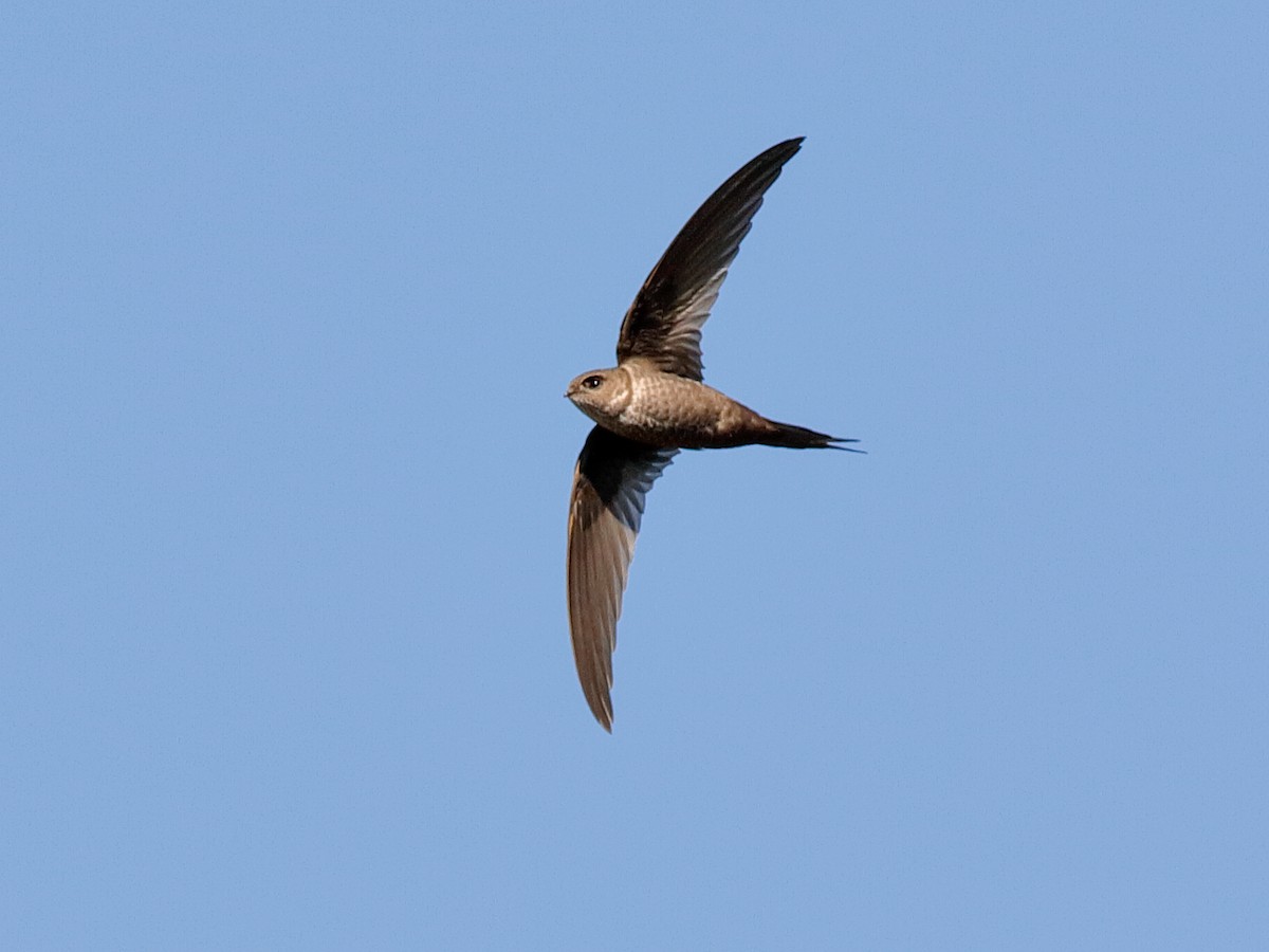 Malagasy Palm Swift - Cypsiurus gracilis - Birds of the World