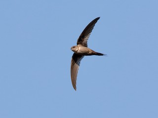  - Malagasy Palm Swift