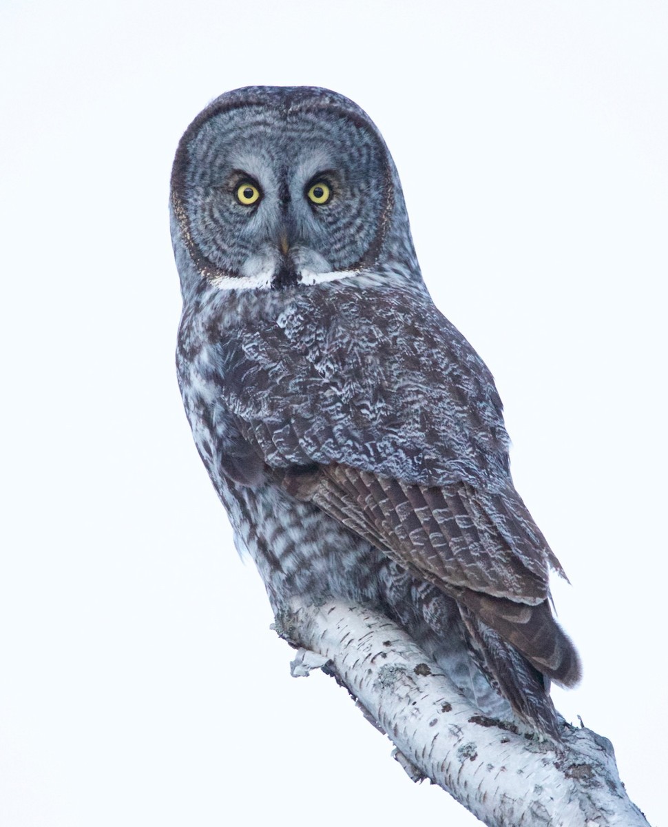 Great Gray Owl - ML46845291