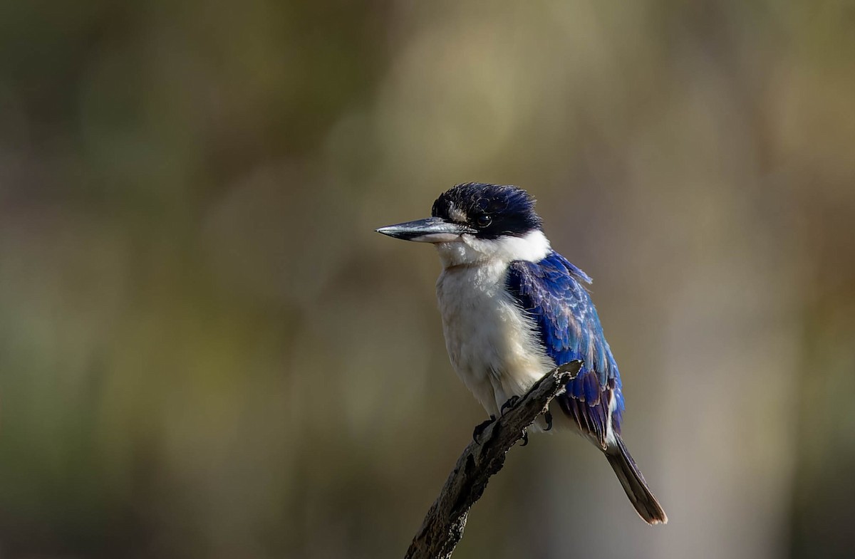 Forest Kingfisher - ML468455931