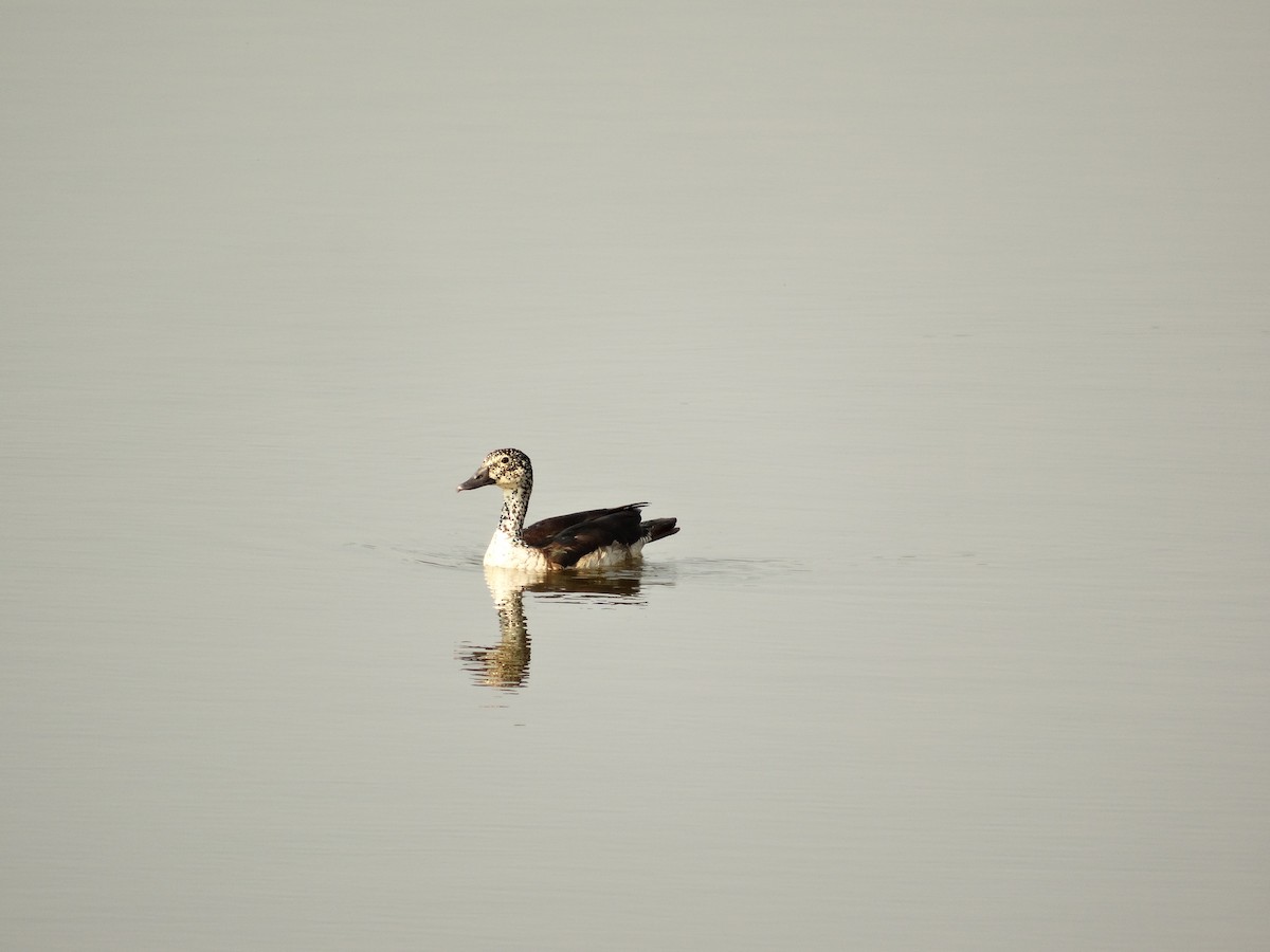 Knob-billed Duck - Gauri Achari