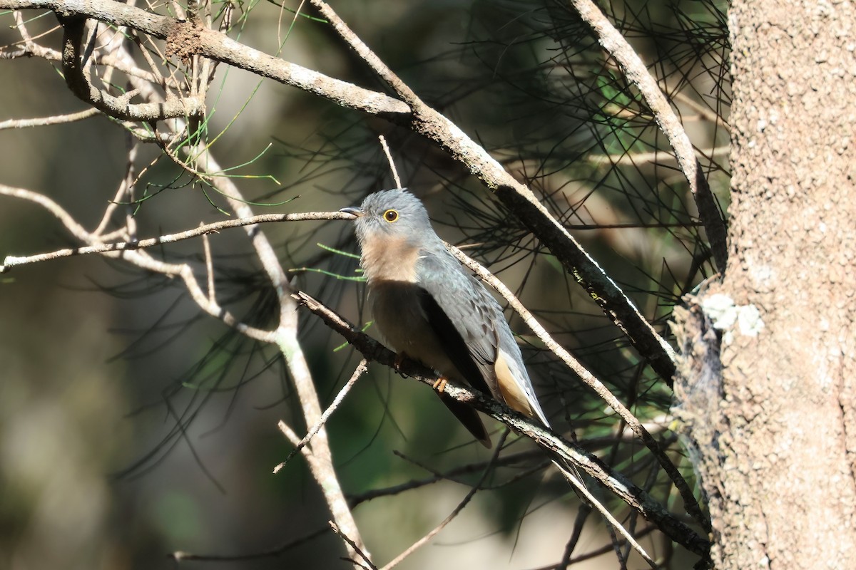Fan-tailed Cuckoo - ML468472661