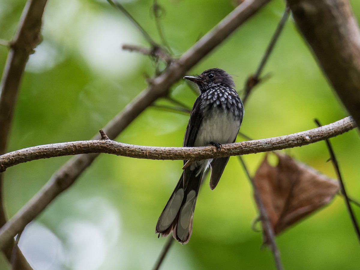 Spotted Fantail - ML468477691