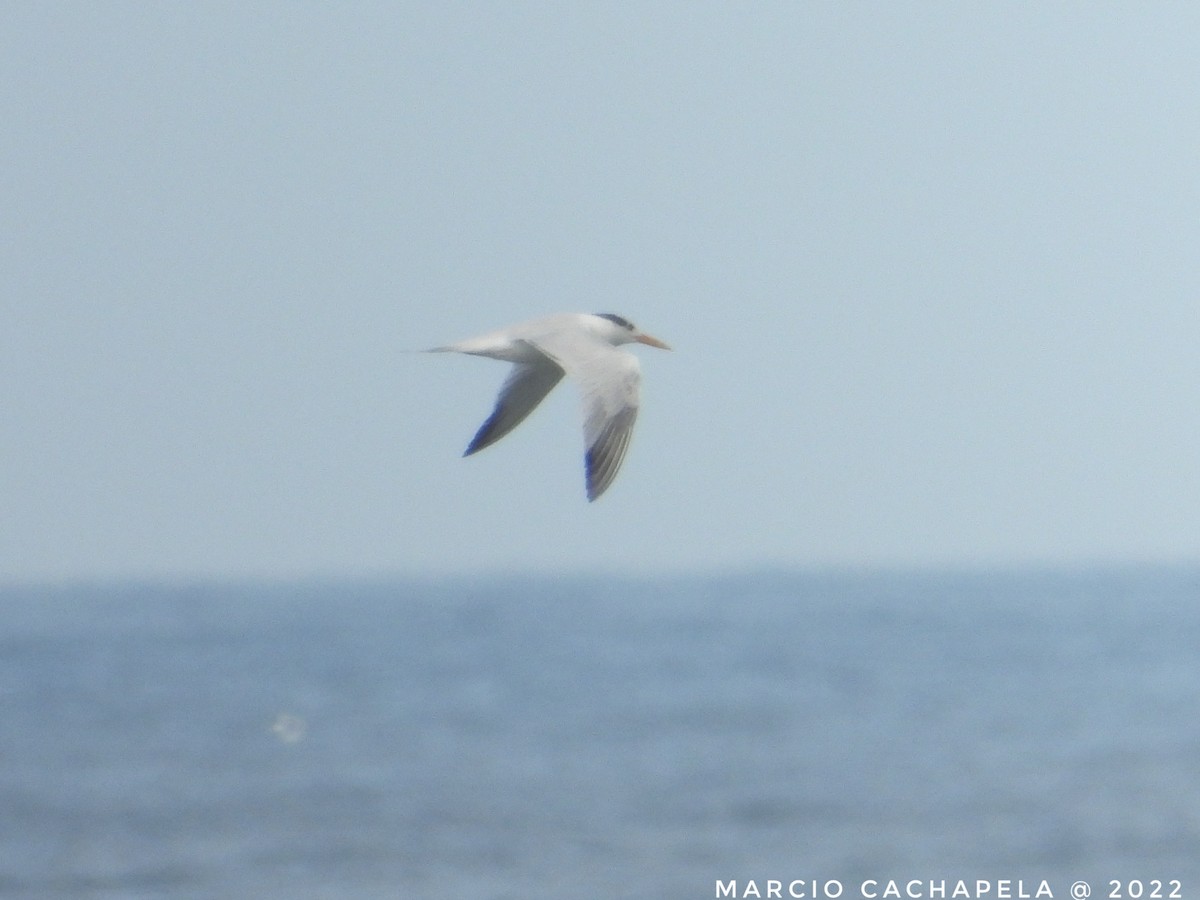 West African Crested Tern - ML468482811