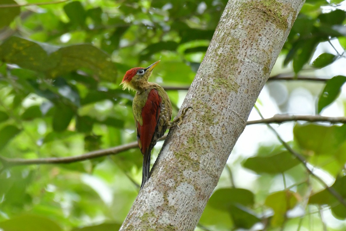 Crimson-winged Woodpecker - Supaporn Teamwong