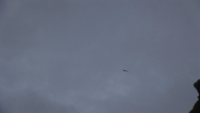 albatros světlehřbetý - ML468484