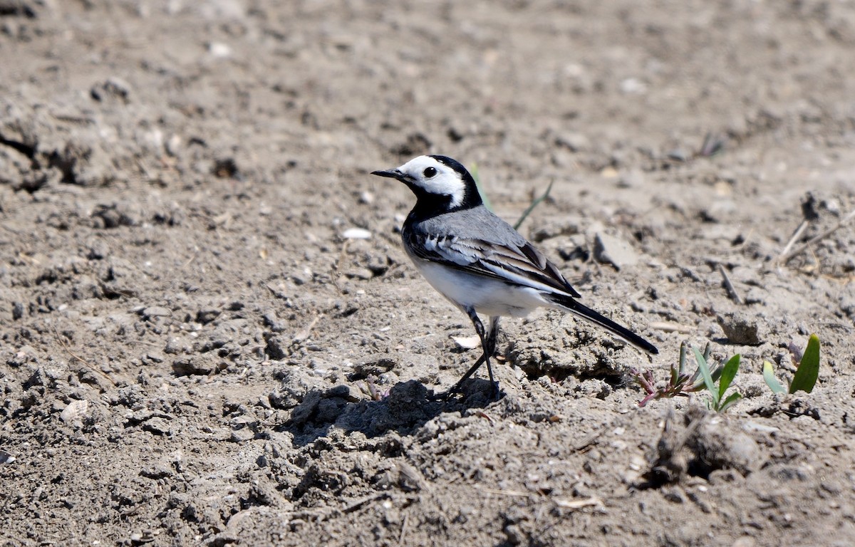 White Wagtail (White-faced) - ML468484931