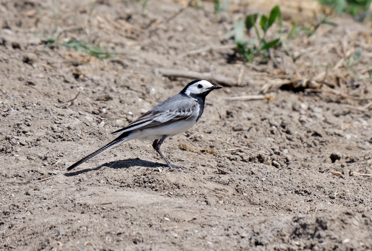 White Wagtail (White-faced) - ML468484941