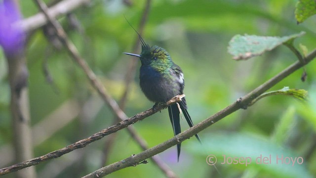 Wire-crested Thorntail - ML468486191