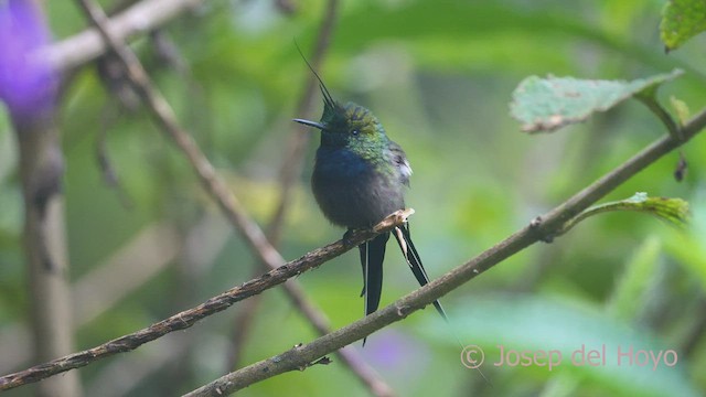 Wire-crested Thorntail - ML468486841
