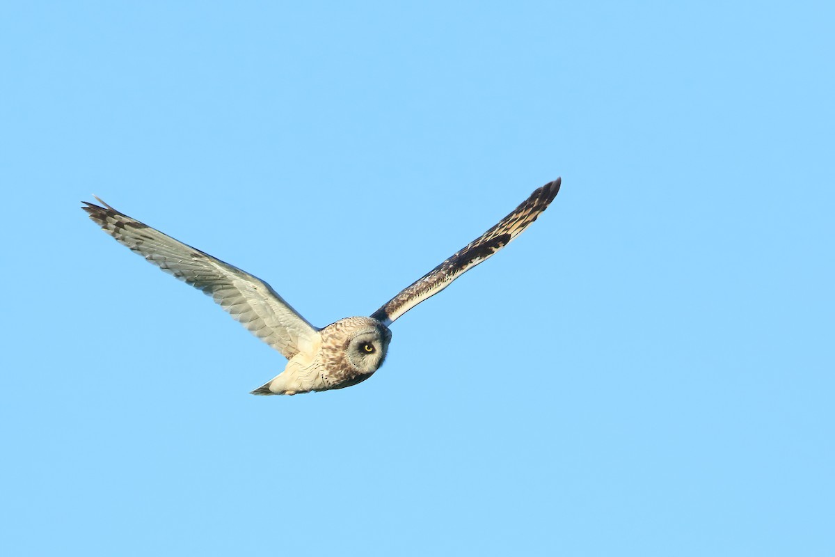 Short-eared Owl - ML468491441