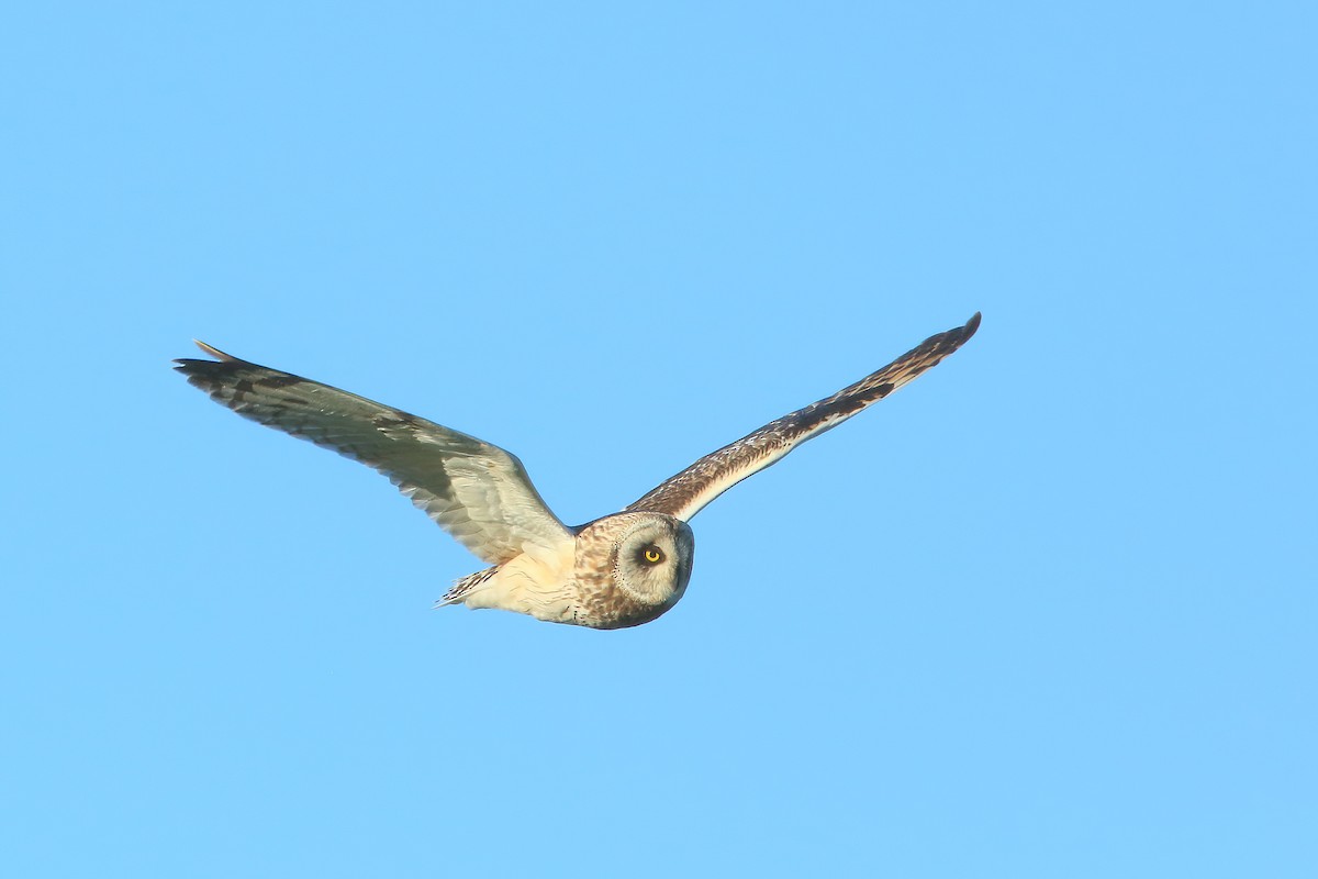 Short-eared Owl - ML468491451