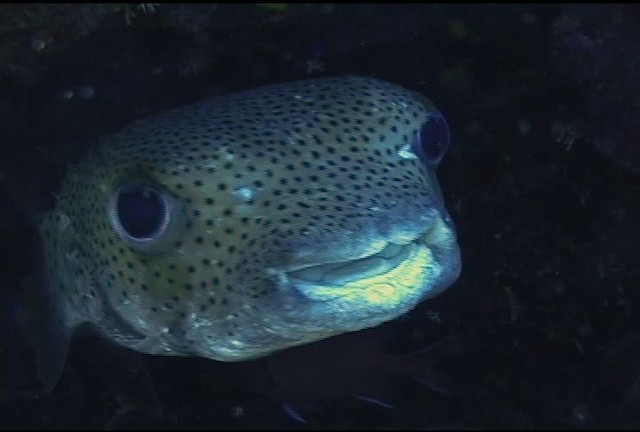 Black-spotted porcupinefish - ML468493