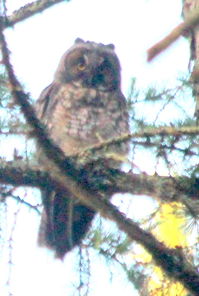 Long-eared Owl - ML468494241