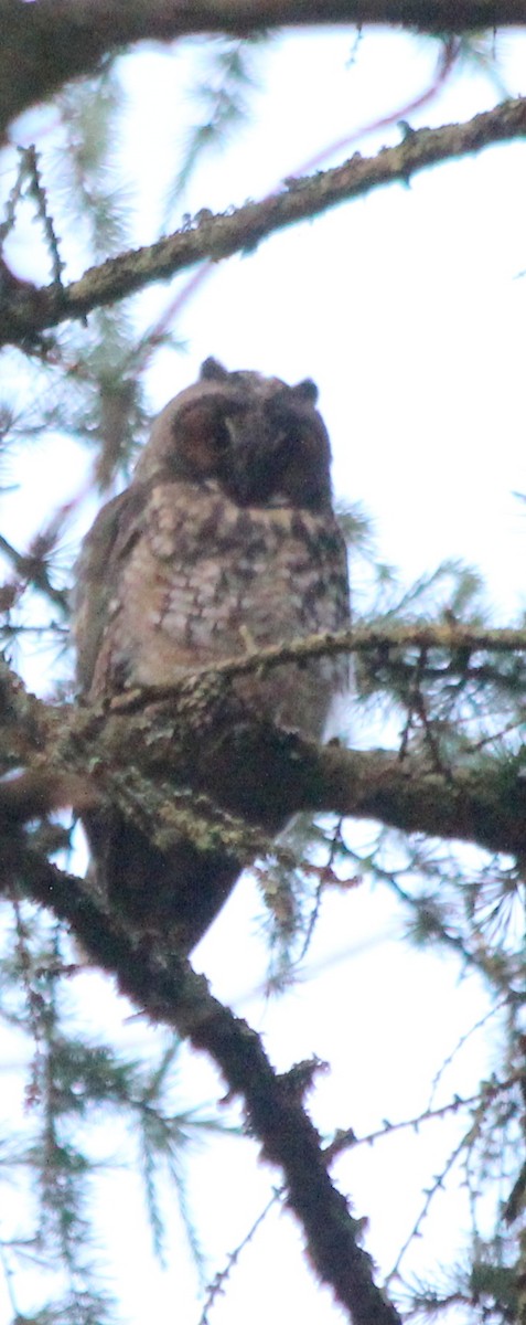 Long-eared Owl - ML468494251