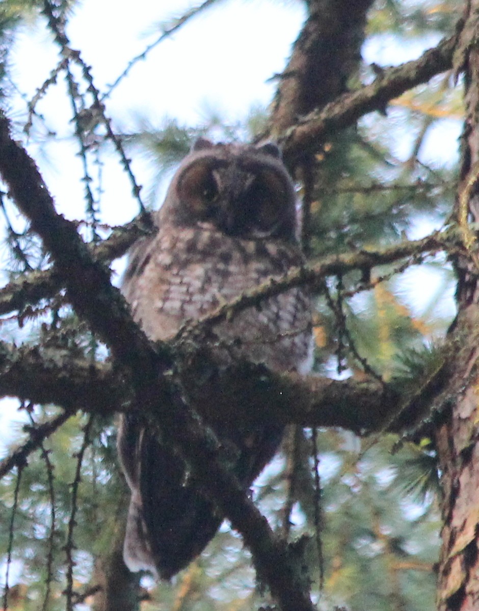Long-eared Owl - ML468494261
