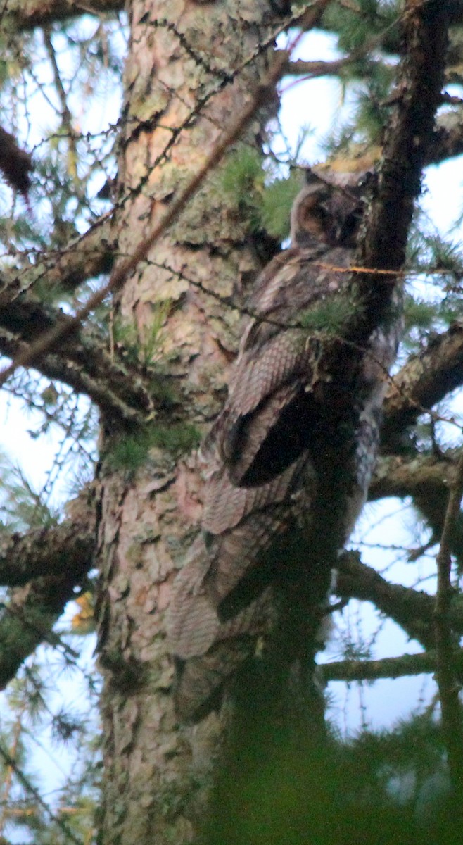 Long-eared Owl - ML468494271