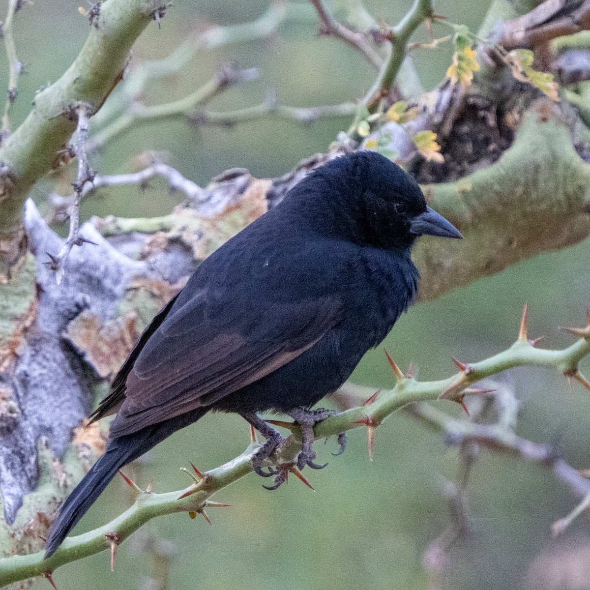 Bolivian Blackbird - ML468500931