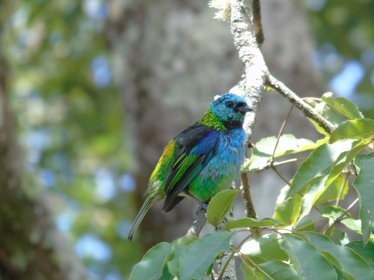 Green-headed Tanager - ML468501021