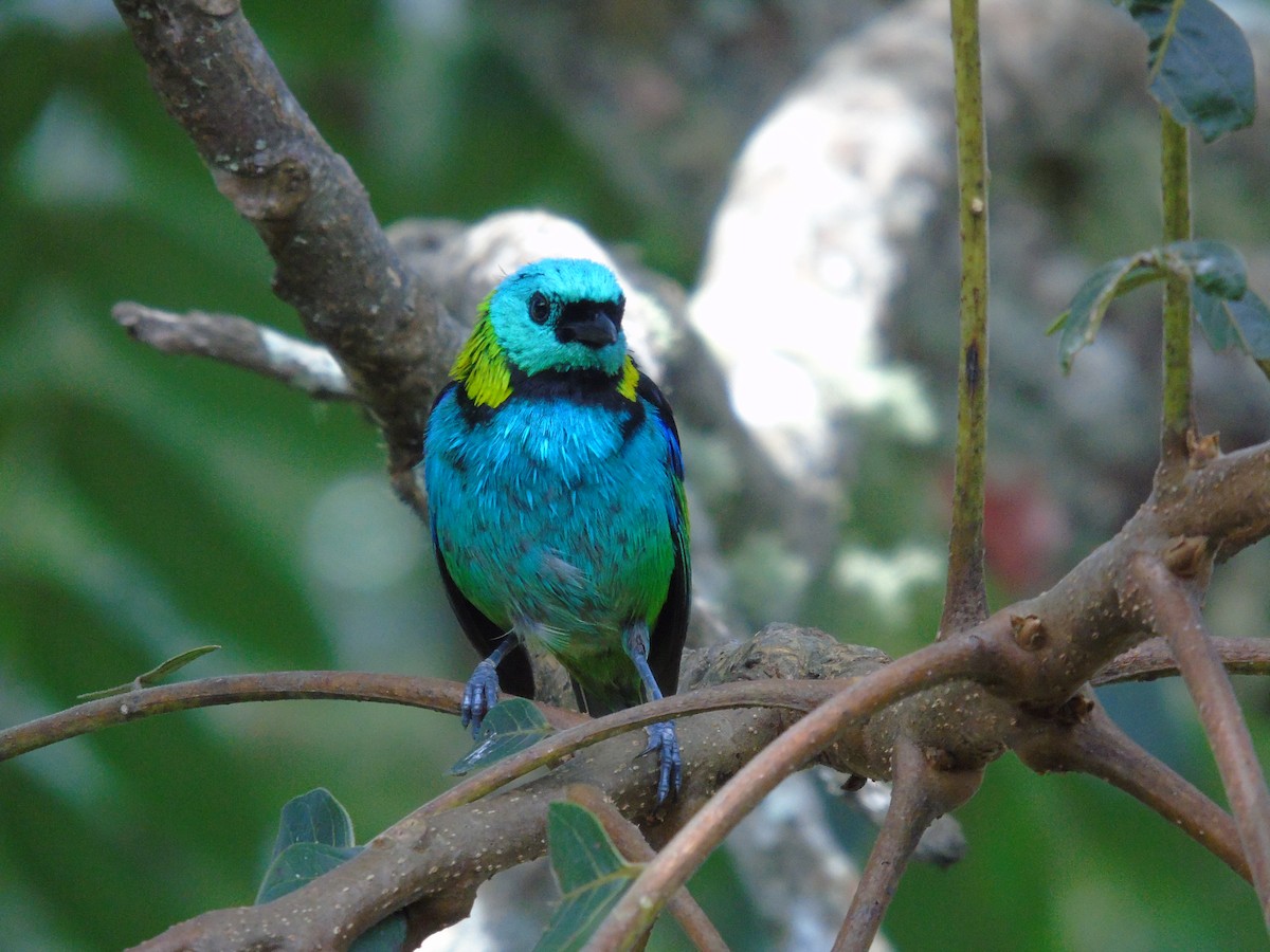 Green-headed Tanager - ML468501031