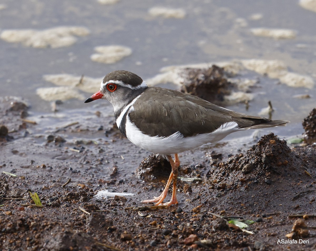 Three-banded Plover (African) - ML468501431