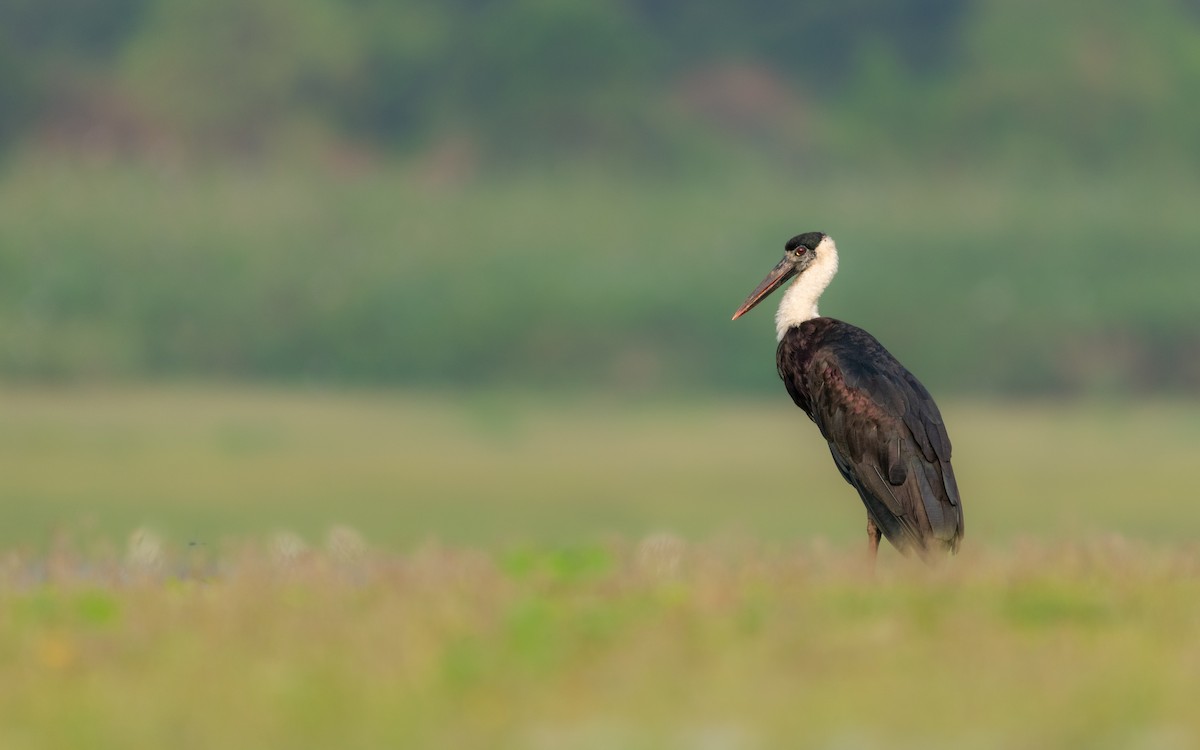 Asian Woolly-necked Stork - Sharang Satish